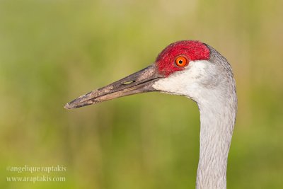 _MG_2281 sandhill crane w.jpg