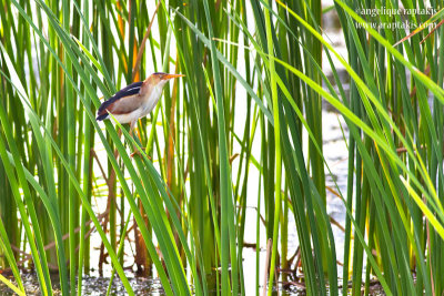 _MG_2054 least bittern w.jpg