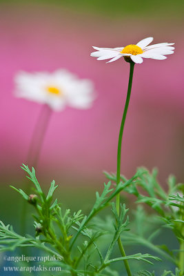 _ADR7908 daisies w.JPG