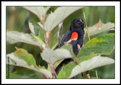 _MG_1014 redwinged blackbird cwf.jpg