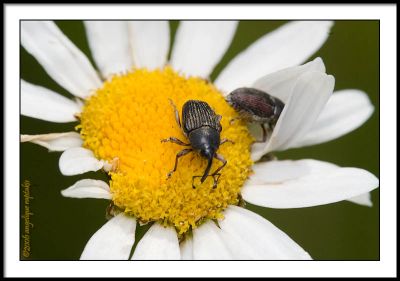 _MG_1758 beetle daisy.jpg