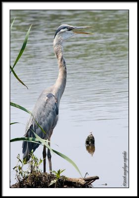 _MG_1835 gbheron crwf.jpg