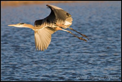 _MG_0216 gbh wf.jpg