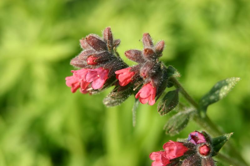 Symphytum officinale