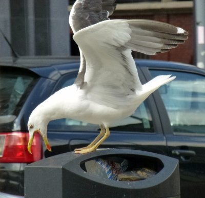 gull plunder trash