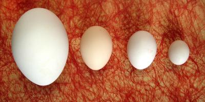 Eggs