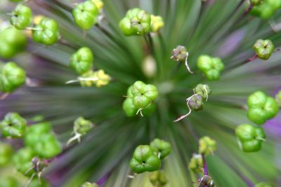 Allium seed