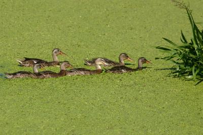 Ducks in line