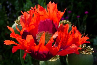 Aflame in the evening sun