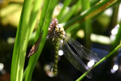 The dragonfly comes out the pupa