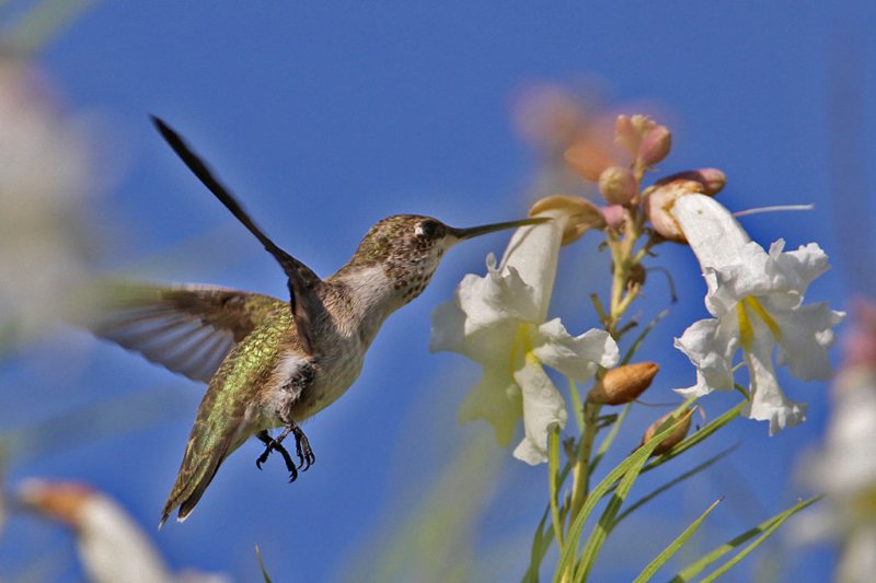 hummingbird7029-1024.jpg