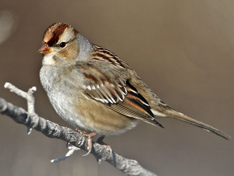 sparrow-whitecrowned6766-1024.jpg