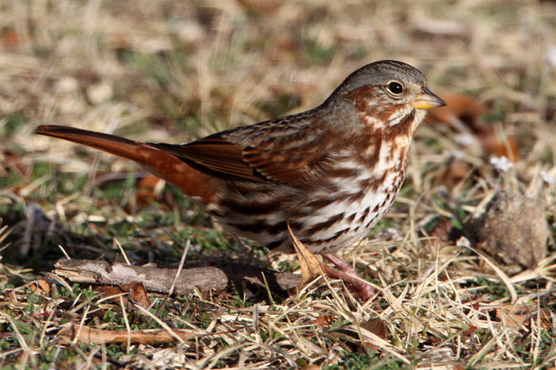 sparrow-fox0350-1024.jpg