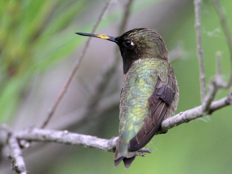 hummingbird-blackchinned1961-1024.jpg