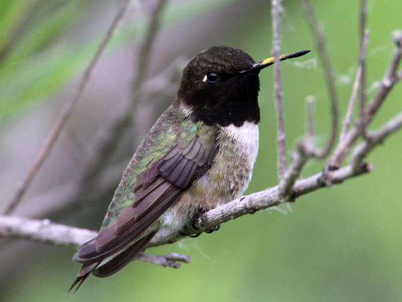 hummingbird-blackchinned1972-1024.jpg