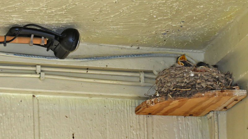 swallow-barn-nest-cam2636-1024.jpg