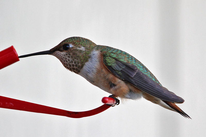 hummingbird-rufous0552-1024.jpg
