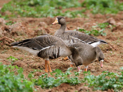 geese-greaterwhitefronted3154-1024s.jpg