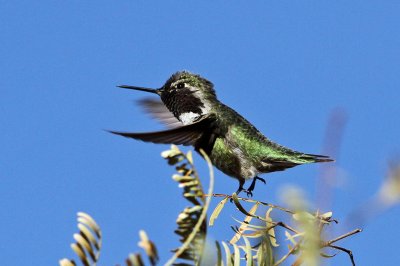 hummingbird-annas003-1024.jpg