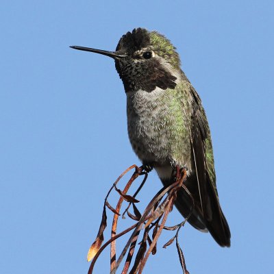 hummingbird-annas0108-800.jpg
