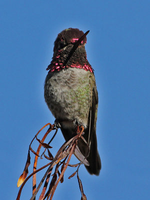 hummingbird-annas0112-800.jpg