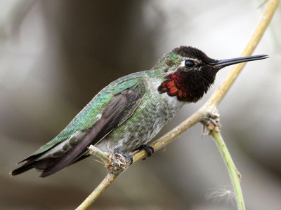 hummingbird-annas3224-1024.jpg