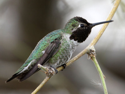 hummingbird-annas3248-1024.jpg