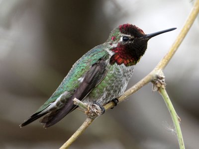 hummingbird-annas3249-1024s.jpg