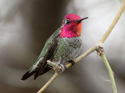 hummingbird-annas3252-1024.jpg