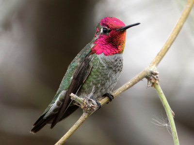 hummingbird-annas3258-1024.jpg