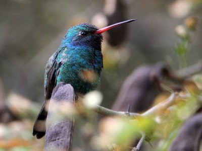 hummingbird-broadbilled2600-1024.jpg