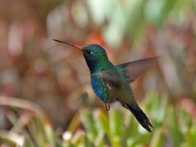 hummingbird-broadbilled2811-1024.jpg