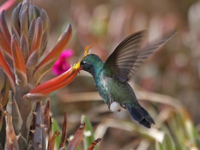 hummingbird-broadbilled2828-1024.jpg