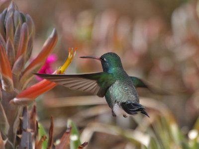 hummingbird-broadbilled2843-1024s.jpg
