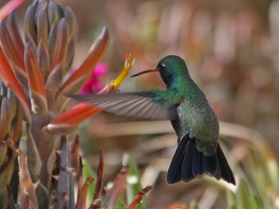 hummingbird-broadbilled2844-1024.jpg