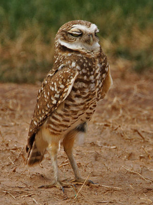 owl-burrowing2882-800.jpg