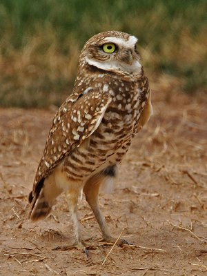 owl-burrowing2883-800s.jpg