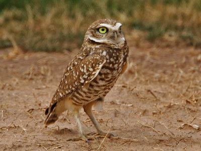 owl-burrowing2891-1024.jpg