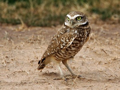 owl-burrowing2898-1024.jpg
