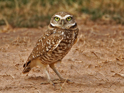 owl-burrowing2900-1024.jpg