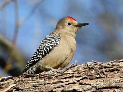 woodpecker-gila1592-1024.jpg