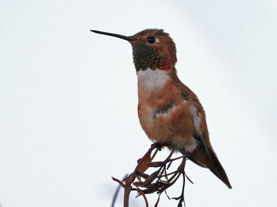 hummingbird-rufous6137-1024.jpg