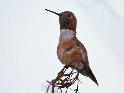 hummingbird-rufous6148-1024.jpg