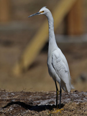 egret-snowy6550-1024.jpg