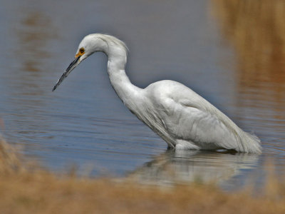 egret-snowy6572-1024.jpg