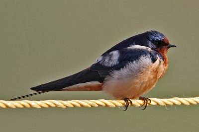 swallow-barn7583-1024.jpg