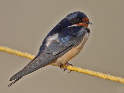 swallow-barn7589-1024.jpg