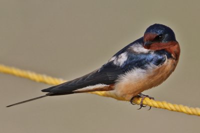 swallow-barn7592-1024.jpg