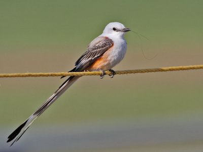 flycatcher-scissortailed9130-1024.jpg