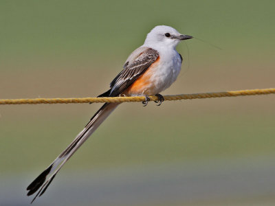 flycatcher-scissortailed9134-1024.jpg